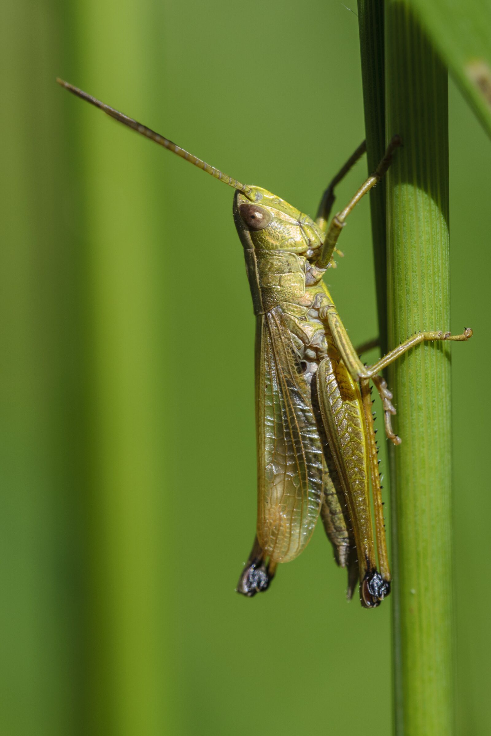 Nikon D3100 sample photo. Grasshopper, insect, macro photography