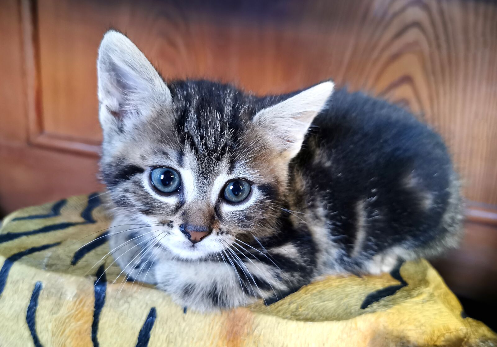 HUAWEI P30 Pro sample photo. Little tiger, young cat photography
