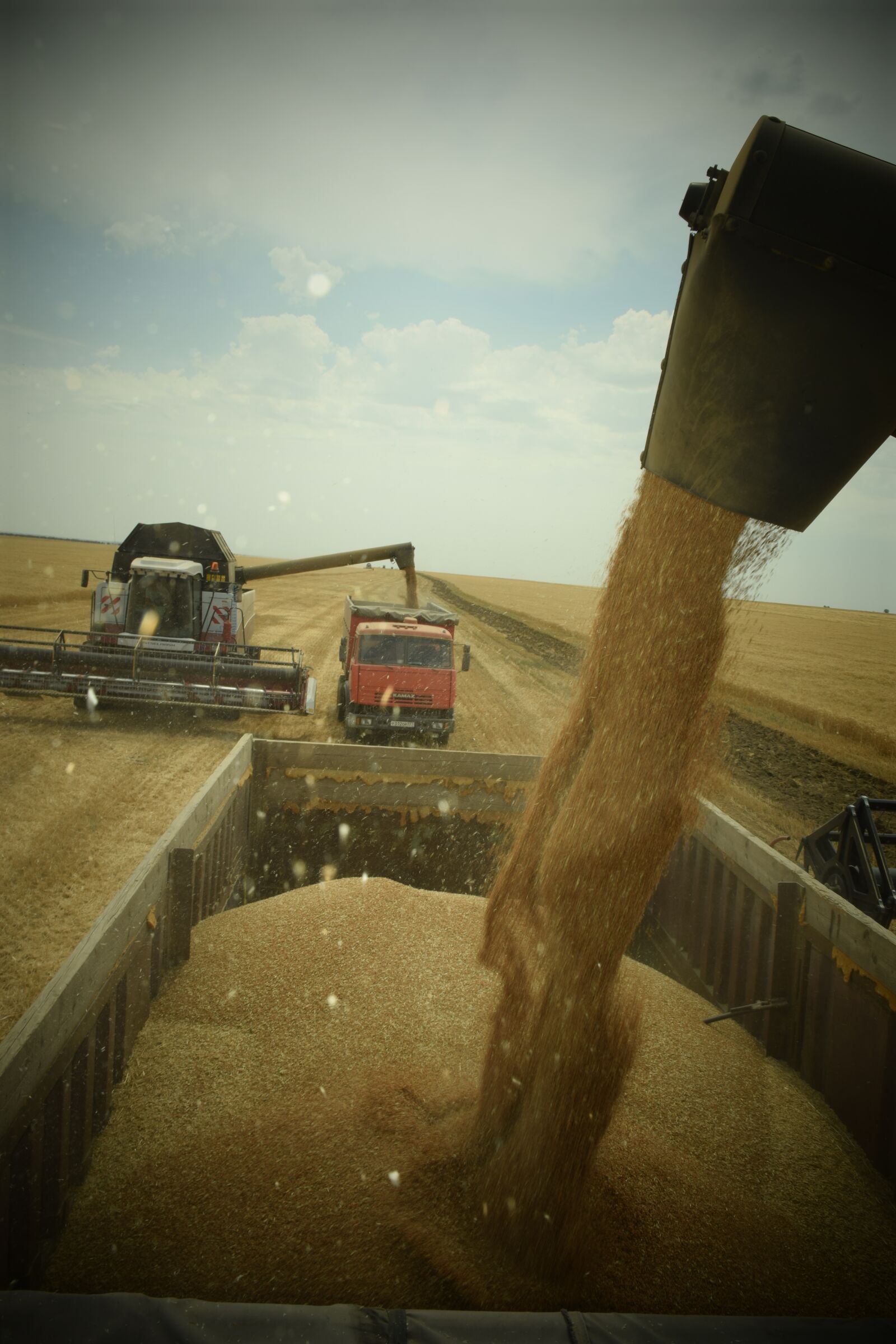 Nikon D5300 sample photo. Wheat, the harvest, corn photography
