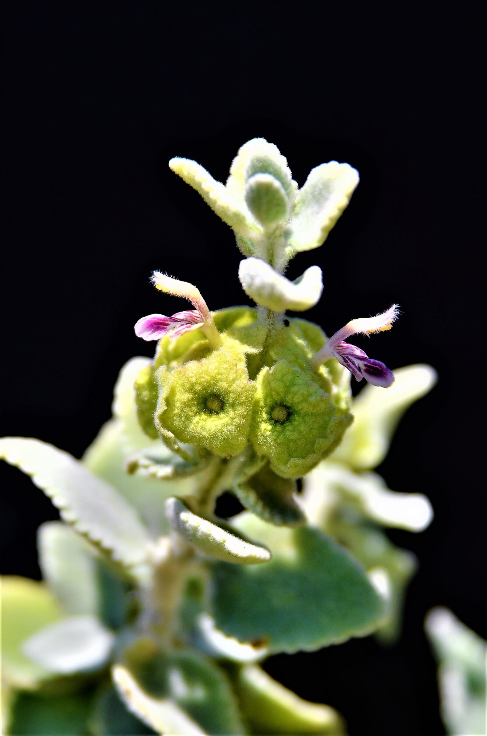 Nikon D7000 sample photo. Plants, flowers, nature photography