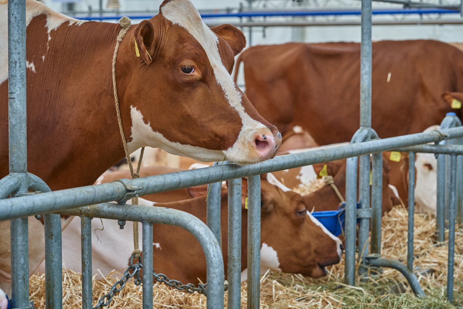 Sony FE 90mm F2.8 Macro G OSS sample photo. Cow, stall, eat photography