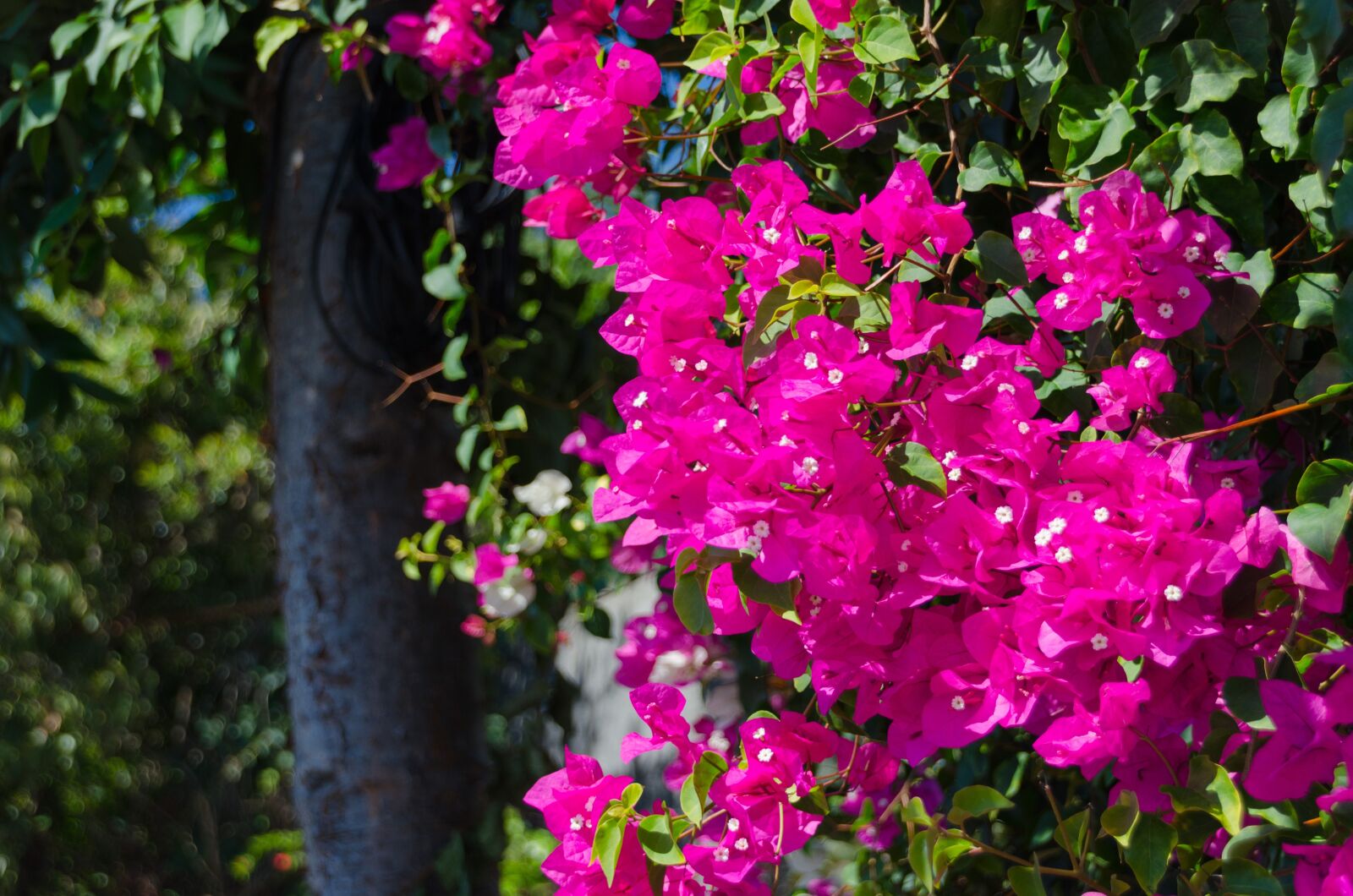 Nikon D5100 sample photo. Triple flower, bougainvillea, botanical photography