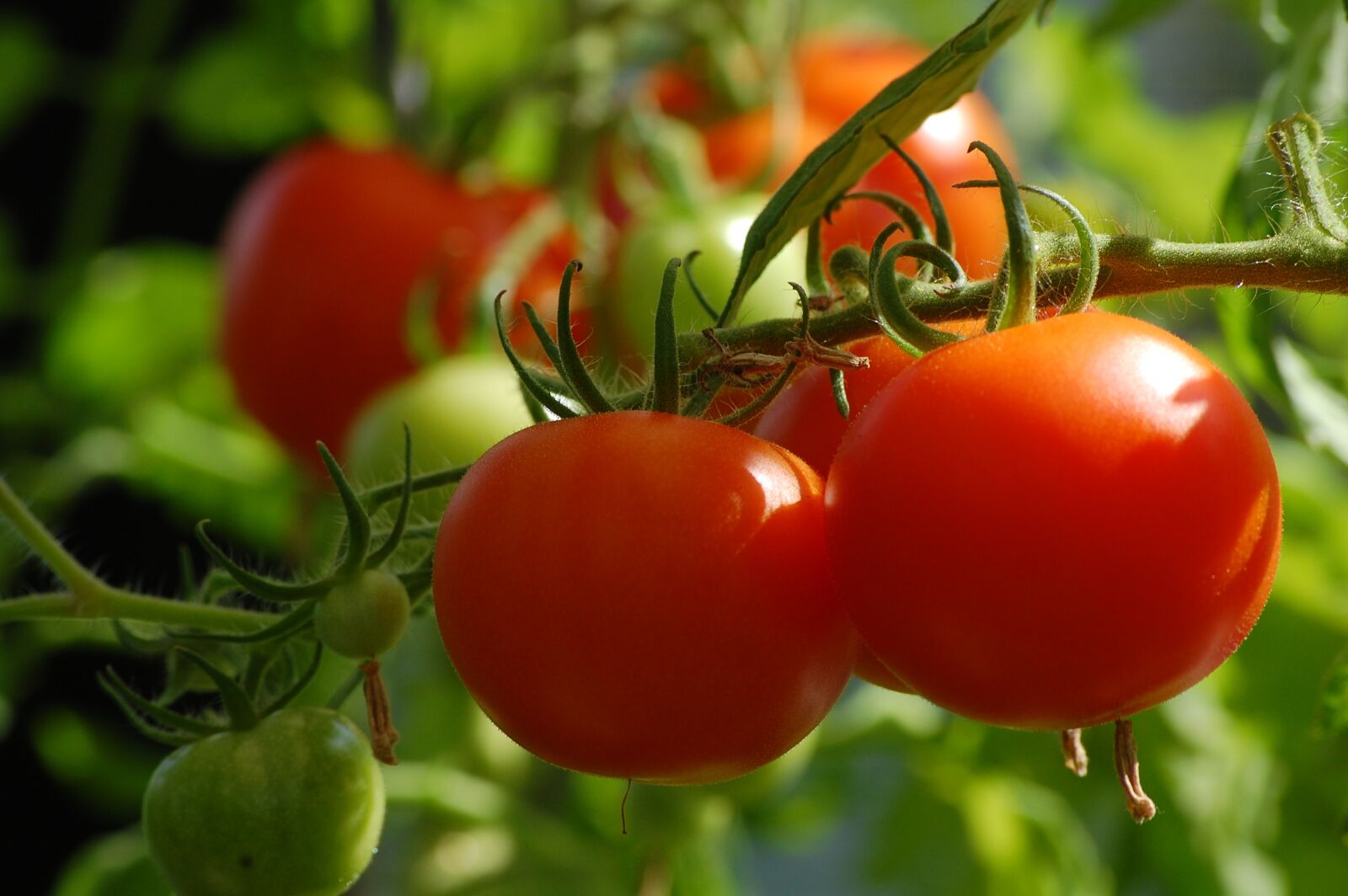 Nikon D40 sample photo. Tomato, plant, food photography