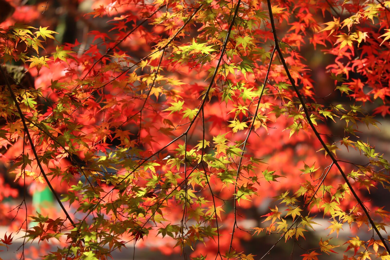 Canon EOS M50 (EOS Kiss M) sample photo. Natural, seasonal, autumn photography