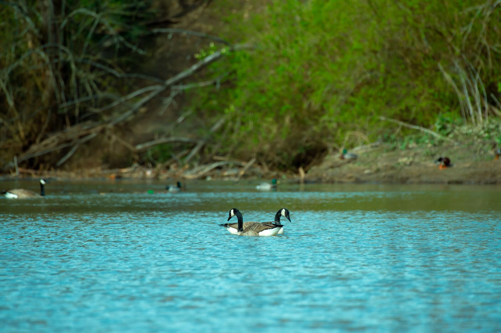 Nikon D4S sample photo. Duck, bird, animal photography