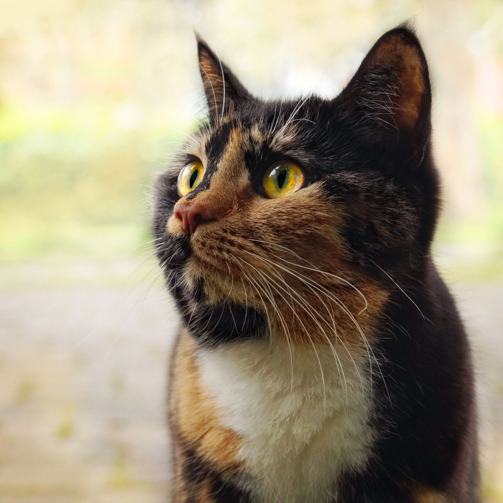 Sony SLT-A58 sample photo. Cat, three coloured, lucky photography