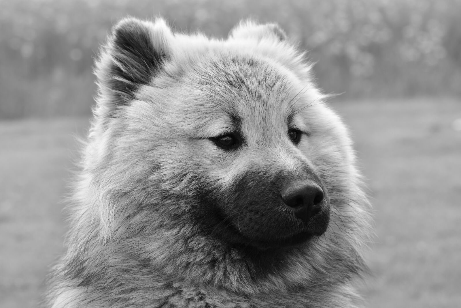 Nikon D5600 sample photo. Dog, dog eurasier, male photography