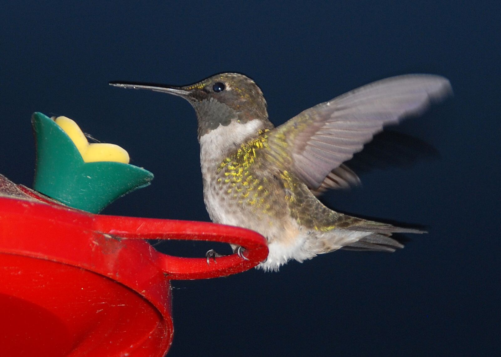 Nikon D200 sample photo. Humming bird, feeding, birds photography