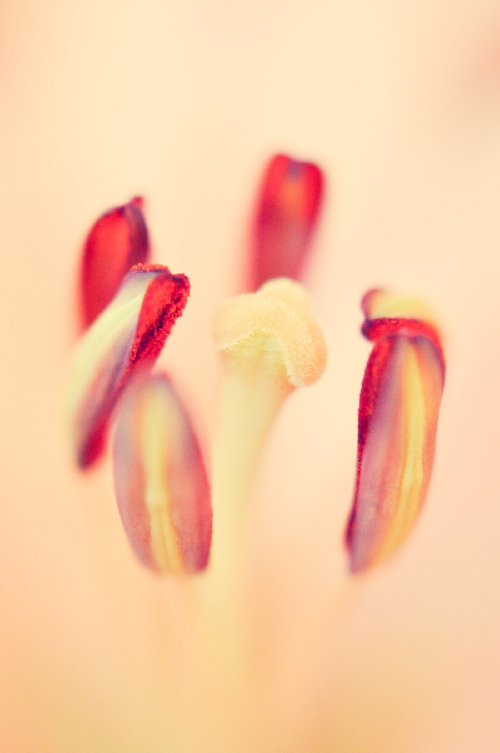 Nikon D90 sample photo. Tulip, flower, floral photography