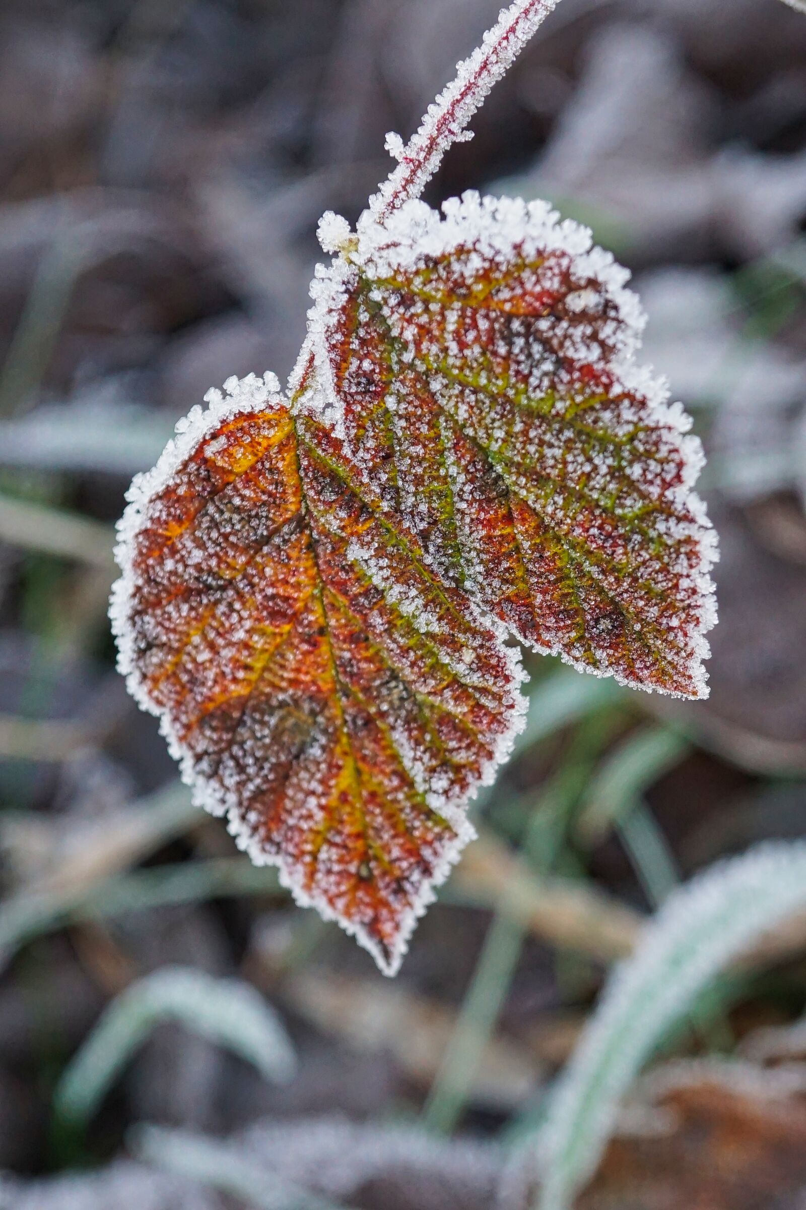 Sony a5100 + Sony E 30mm F3.5 Macro sample photo. Frost, morning, winter photography