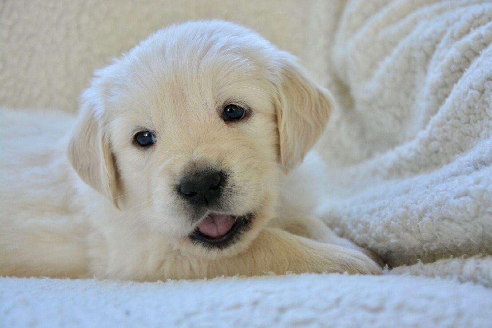 Nikon D5200 sample photo. Puppy, pup, puppies photography