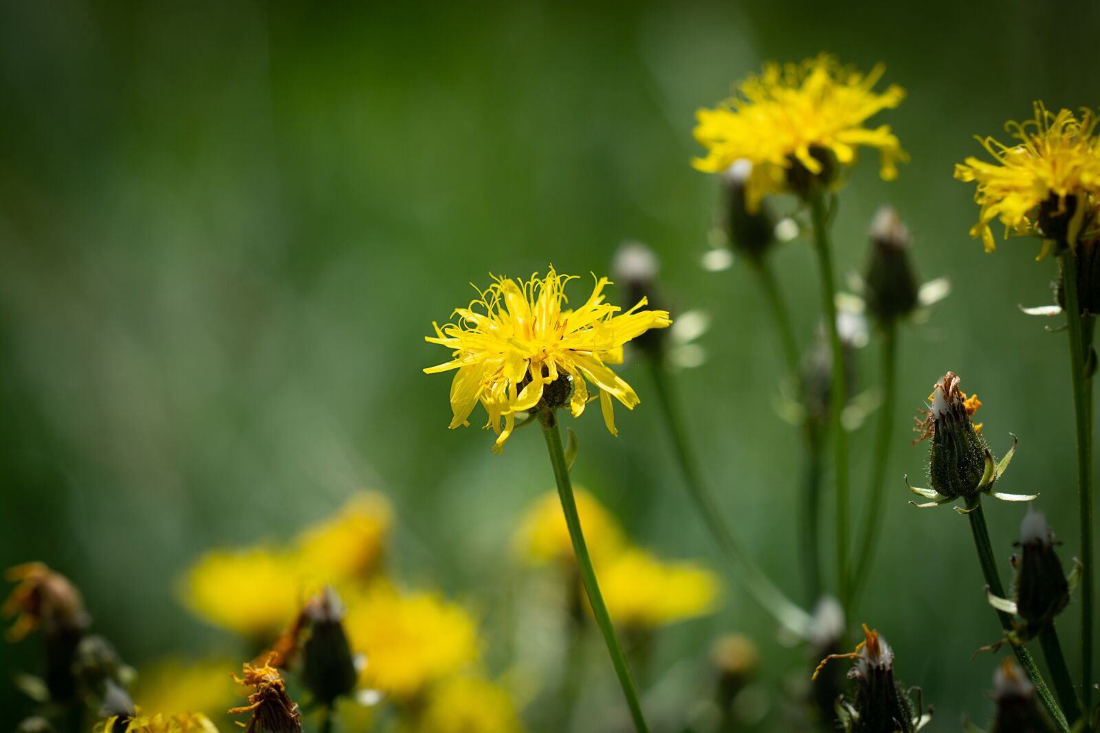 Nikon D7100 sample photo. Flower, yellow, flowers photography