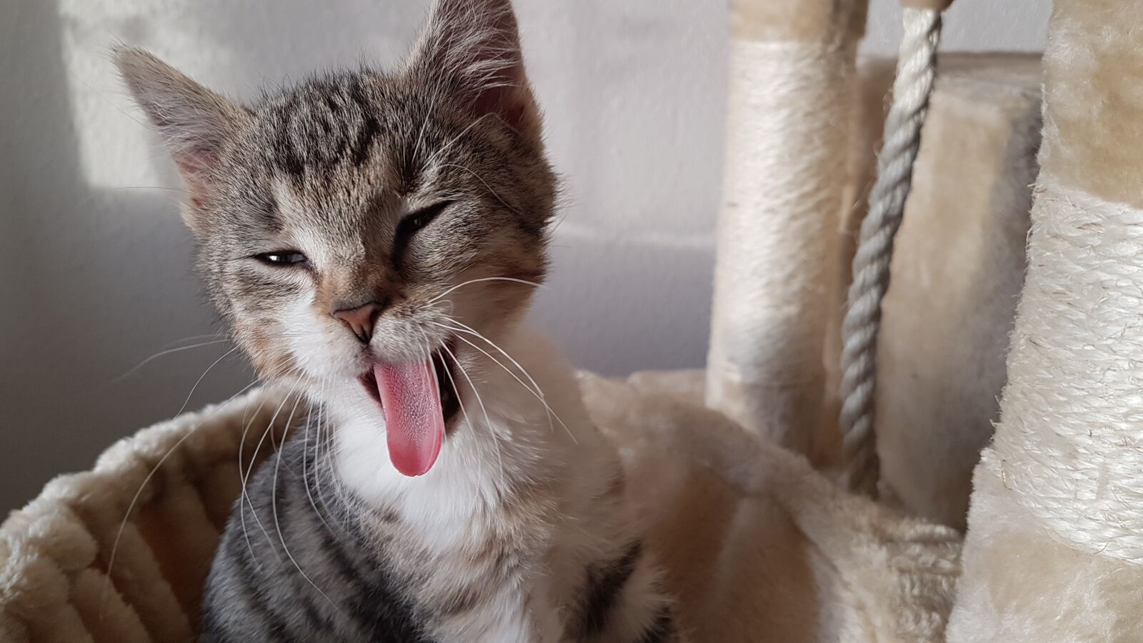 Samsung Galaxy S7 sample photo. Kitten, yawning cat, cat photography