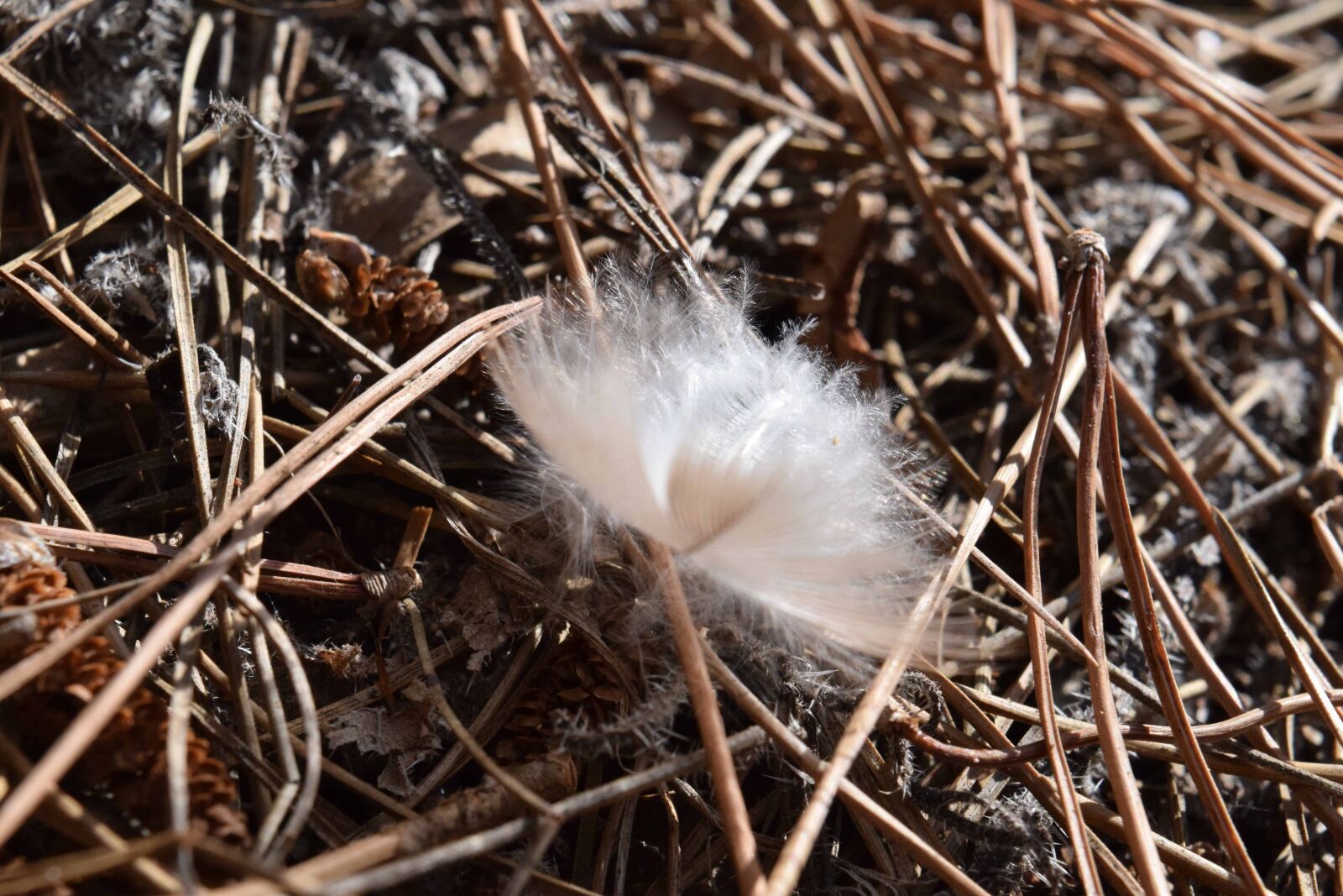 Nikon D3300 sample photo. Feather, nest, dry, grass photography