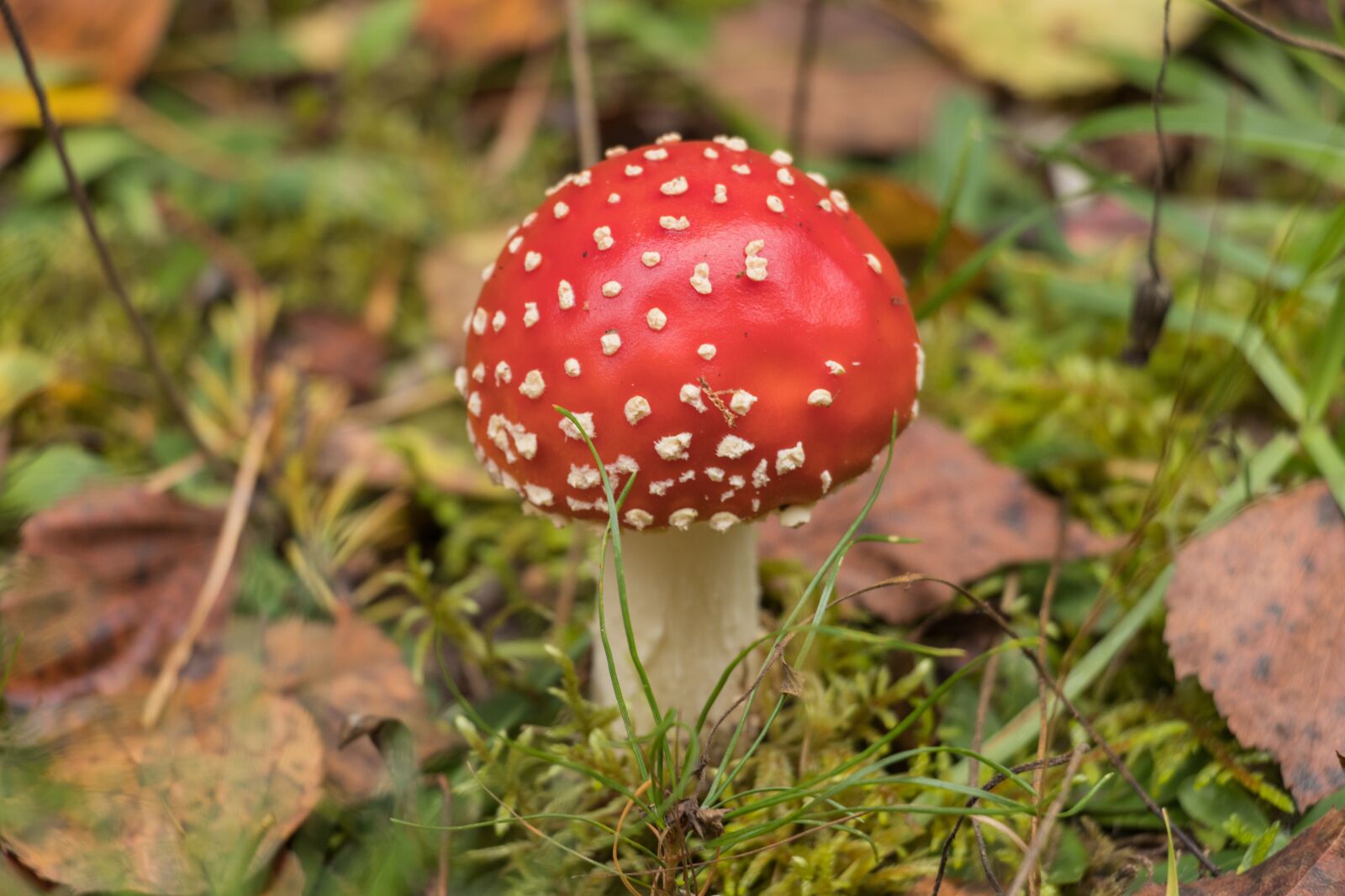 Canon EF-S 18-135mm F3.5-5.6 IS USM sample photo. Nature, mushroom, grass photography