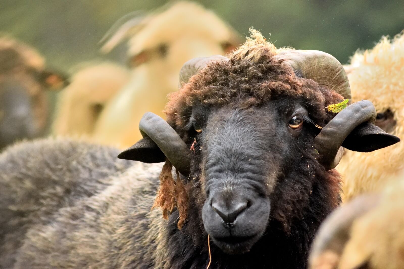 Nikon D3300 sample photo. Sheep, ram, horns photography