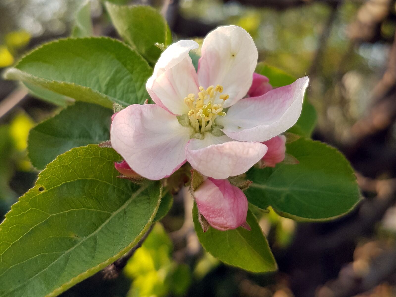 Samsung Galaxy S7 sample photo. Apple, blossom, nature photography
