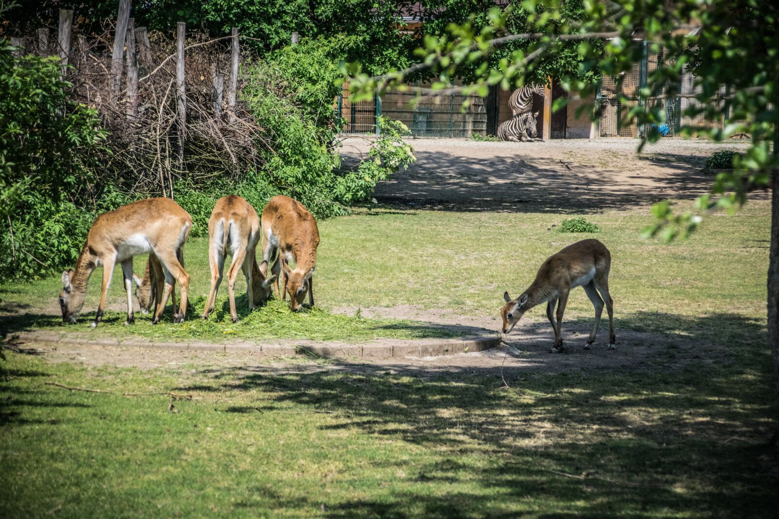 Nikon D5300 sample photo. Fauna, nature, herd photography