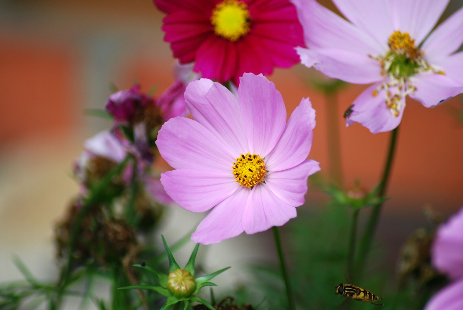 Nikon D60 sample photo. Summer flowers, flowers, pink photography