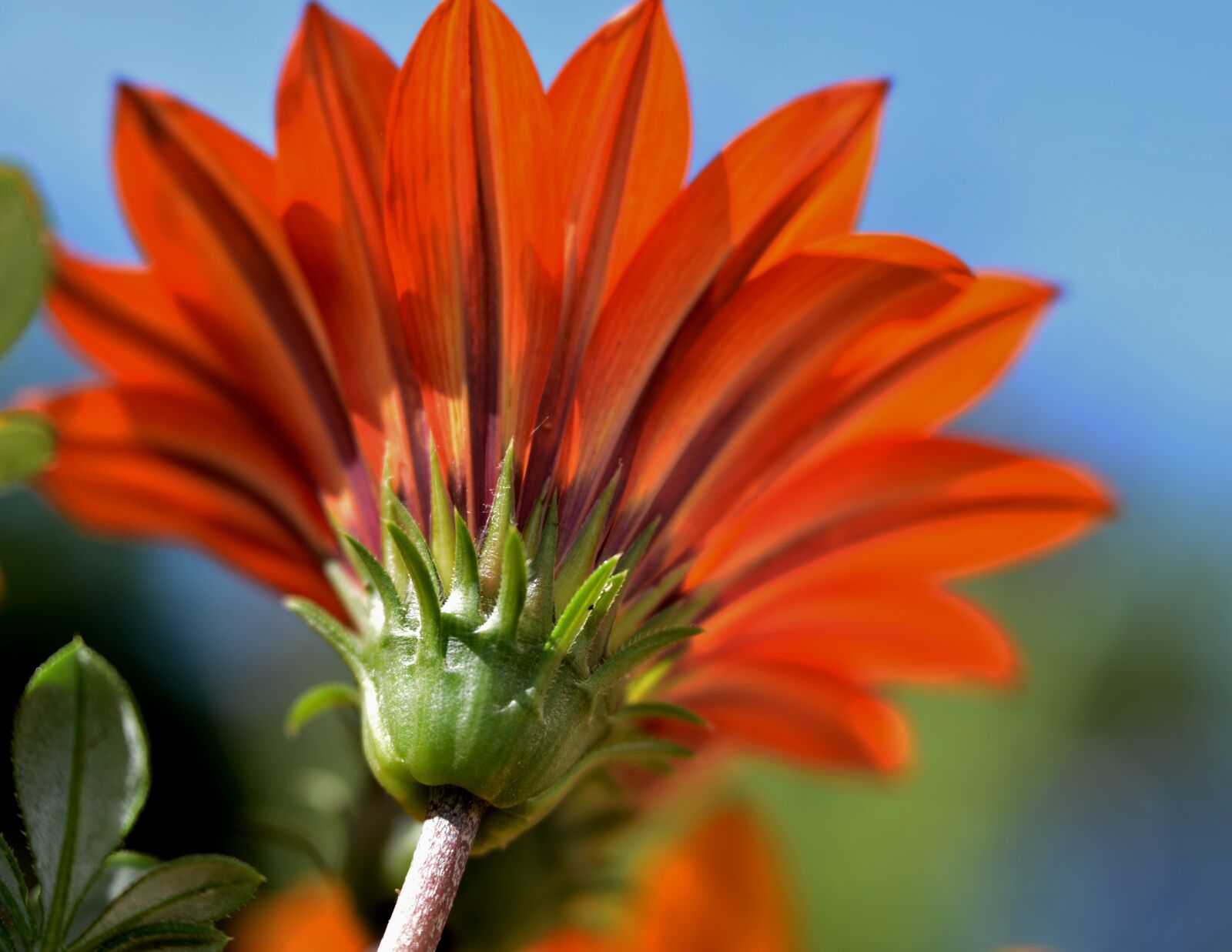 Nikon D600 sample photo. Gazania, flower, bloom photography