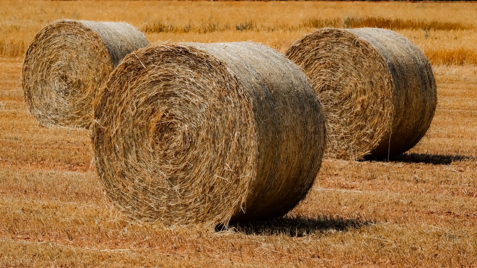 Nikon D3300 sample photo. Straw, hay, nature photography