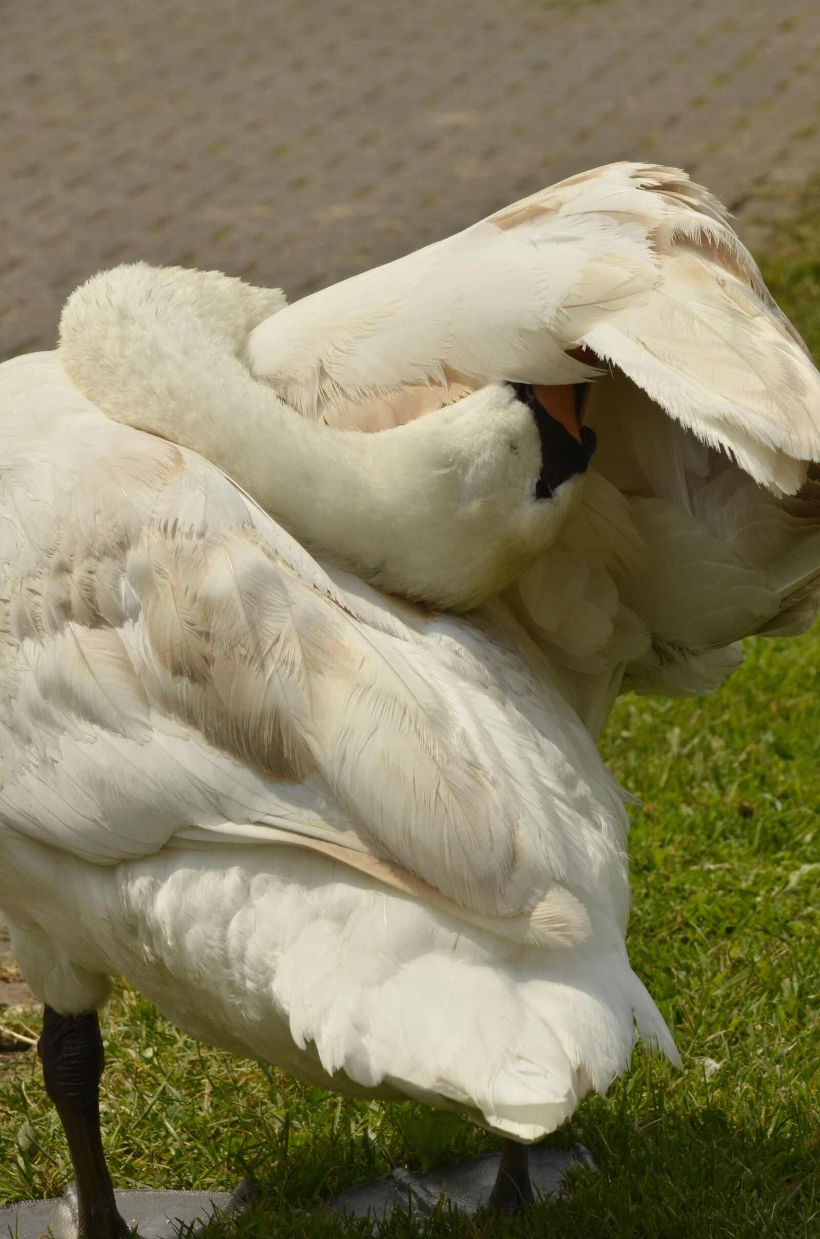 Nikon D7000 sample photo. Swan, bird, waterfowl photography