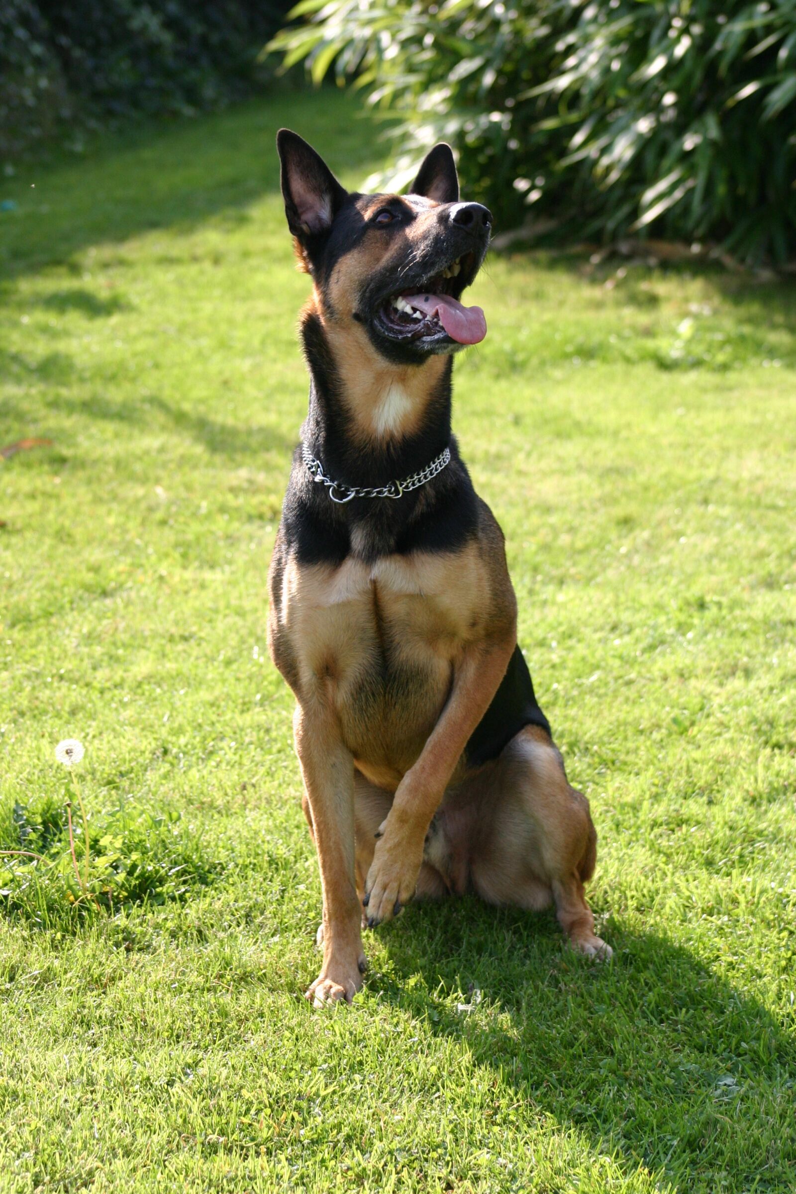 Canon EOS 300D (EOS Digital Rebel / EOS Kiss Digital) sample photo. Doberman, sch fer dog photography
