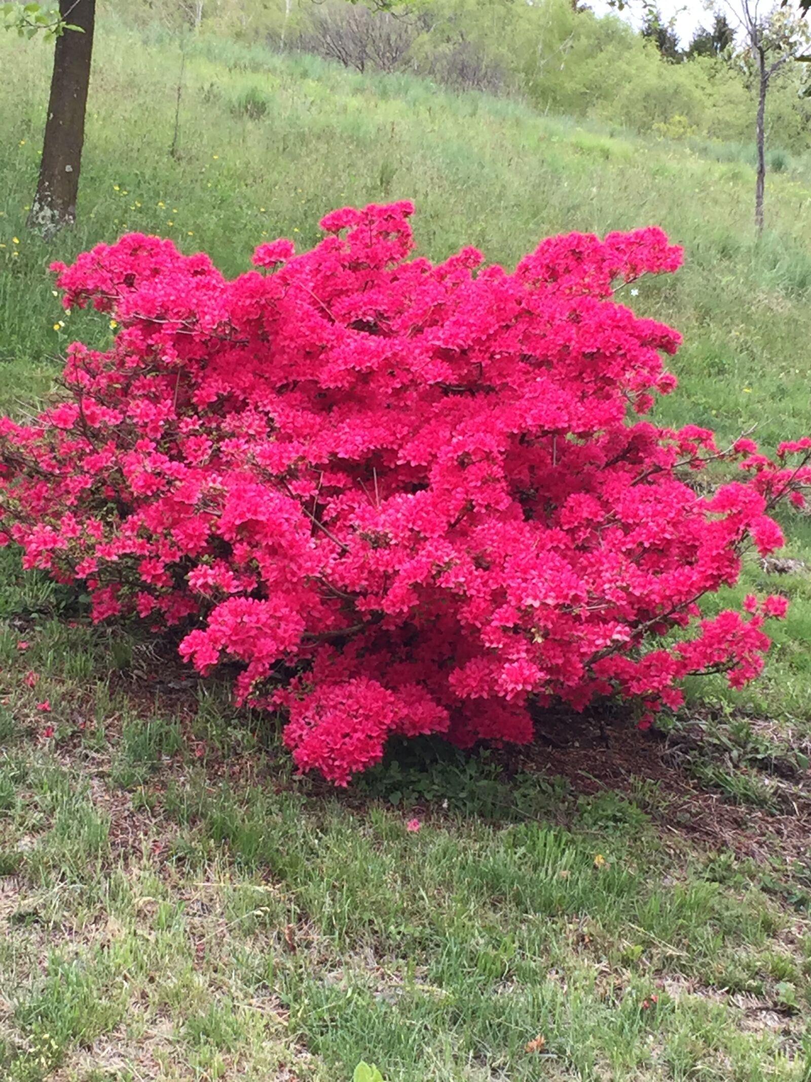 iPhone 6 back camera 4.15mm f/2.2 sample photo. Azalea, ticino, flowers photography