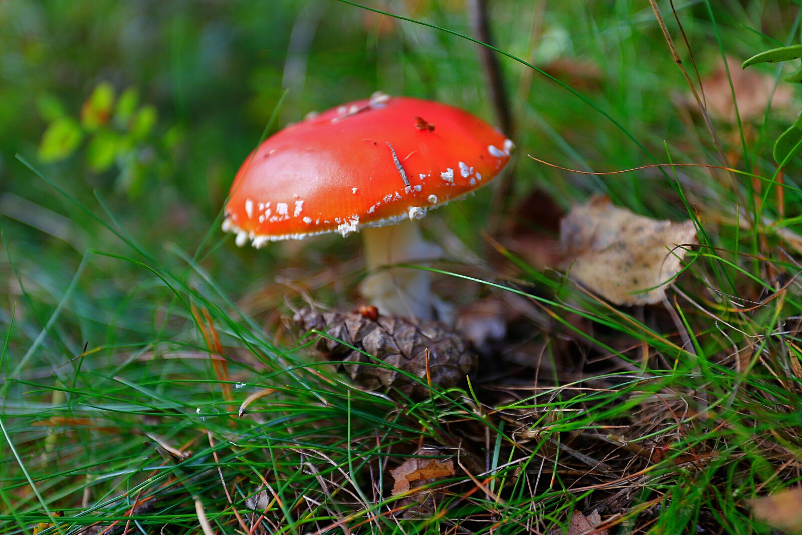Canon EOS 6D + Canon EF 17-40mm F4L USM sample photo. Mushroom, amanita, forest photography