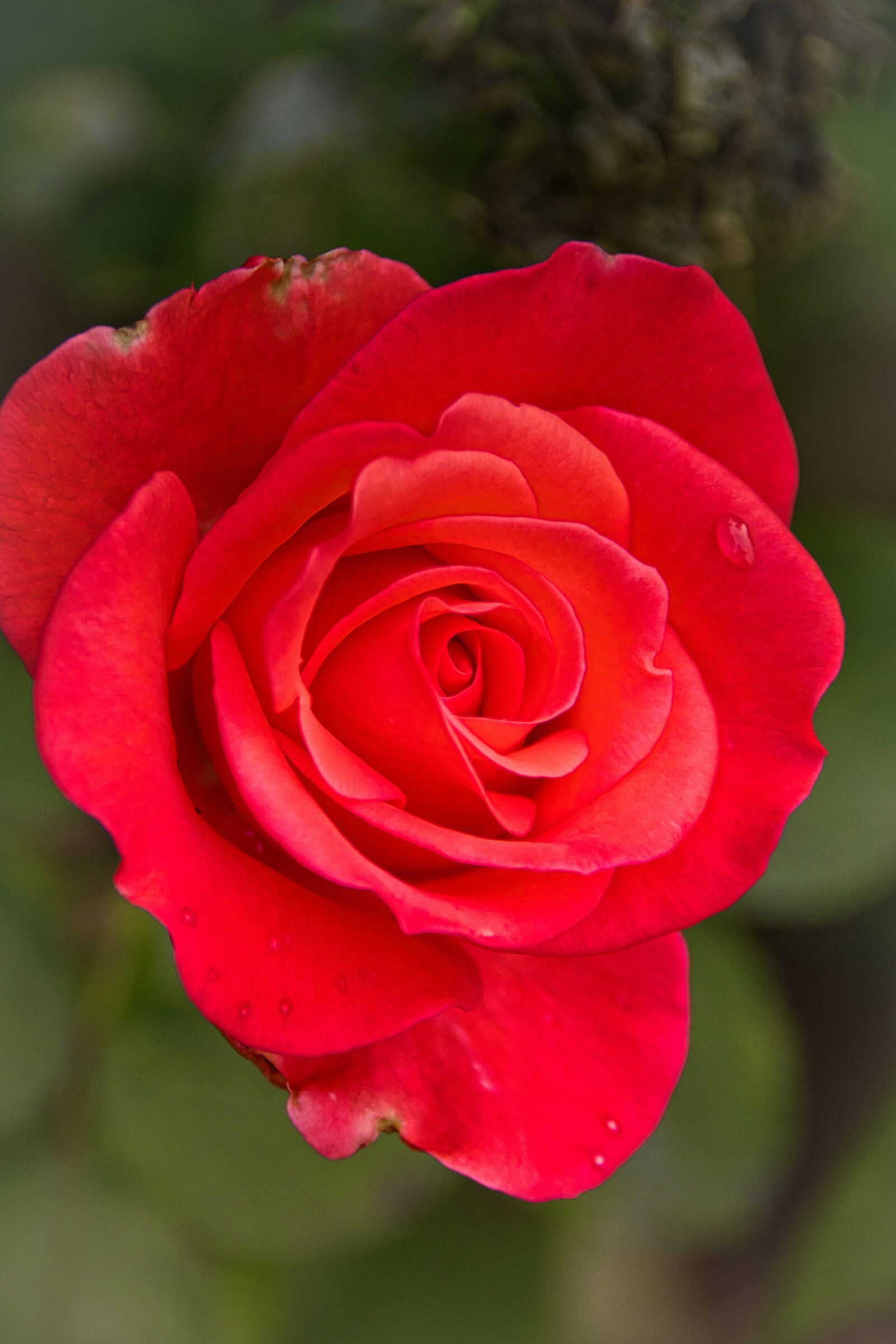 Canon EOS 200D (EOS Rebel SL2 / EOS Kiss X9) sample photo. Rose, red, sweet romance photography