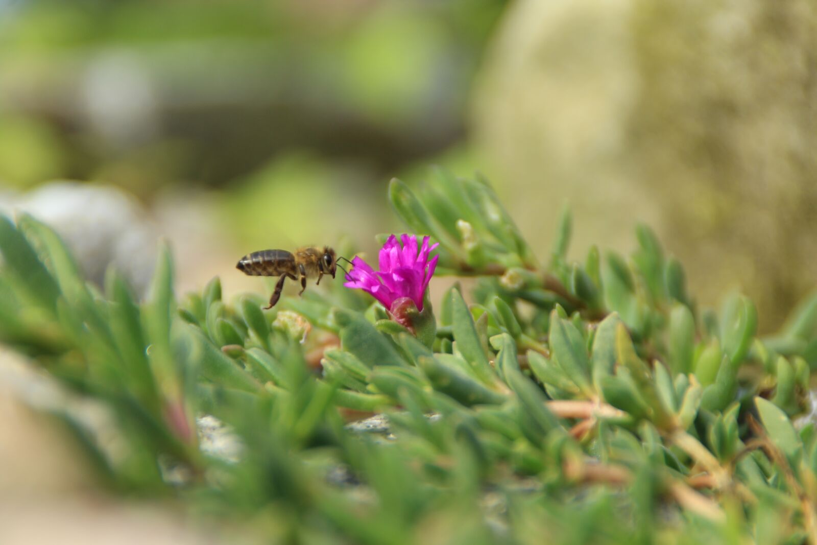 Canon EOS 1200D (EOS Rebel T5 / EOS Kiss X70 / EOS Hi) sample photo. Bee, insect, blossom photography