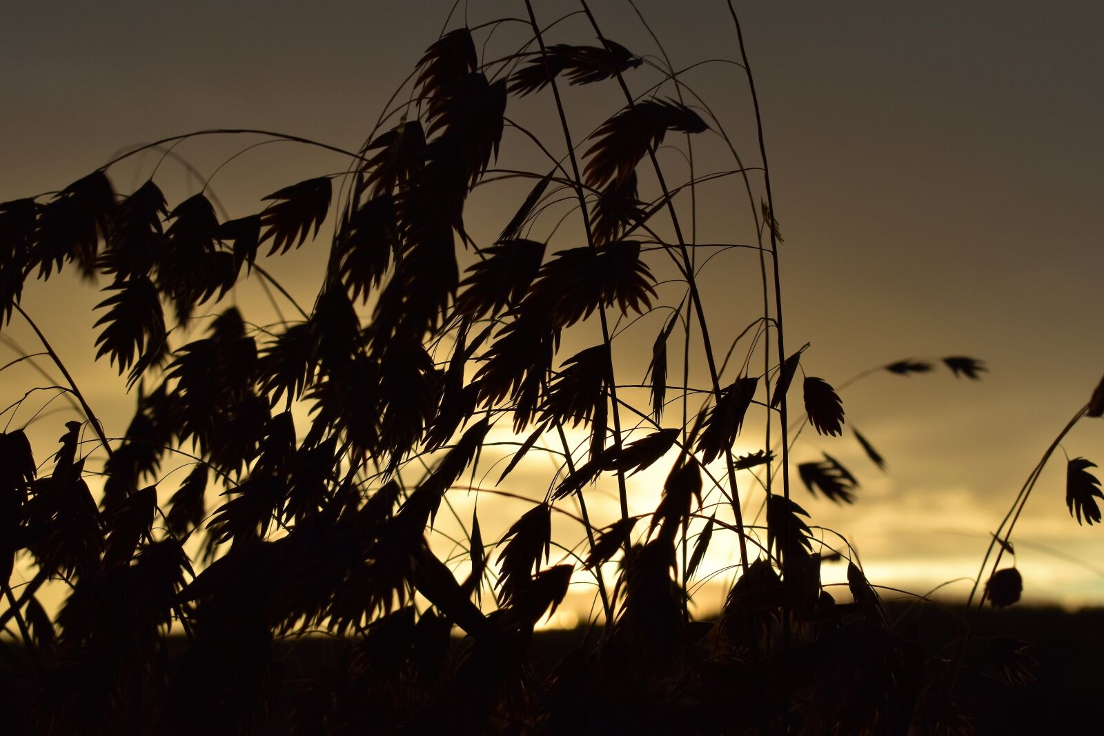 Nikon D5500 sample photo. Morgenrot, morgenstimmung, grasses photography