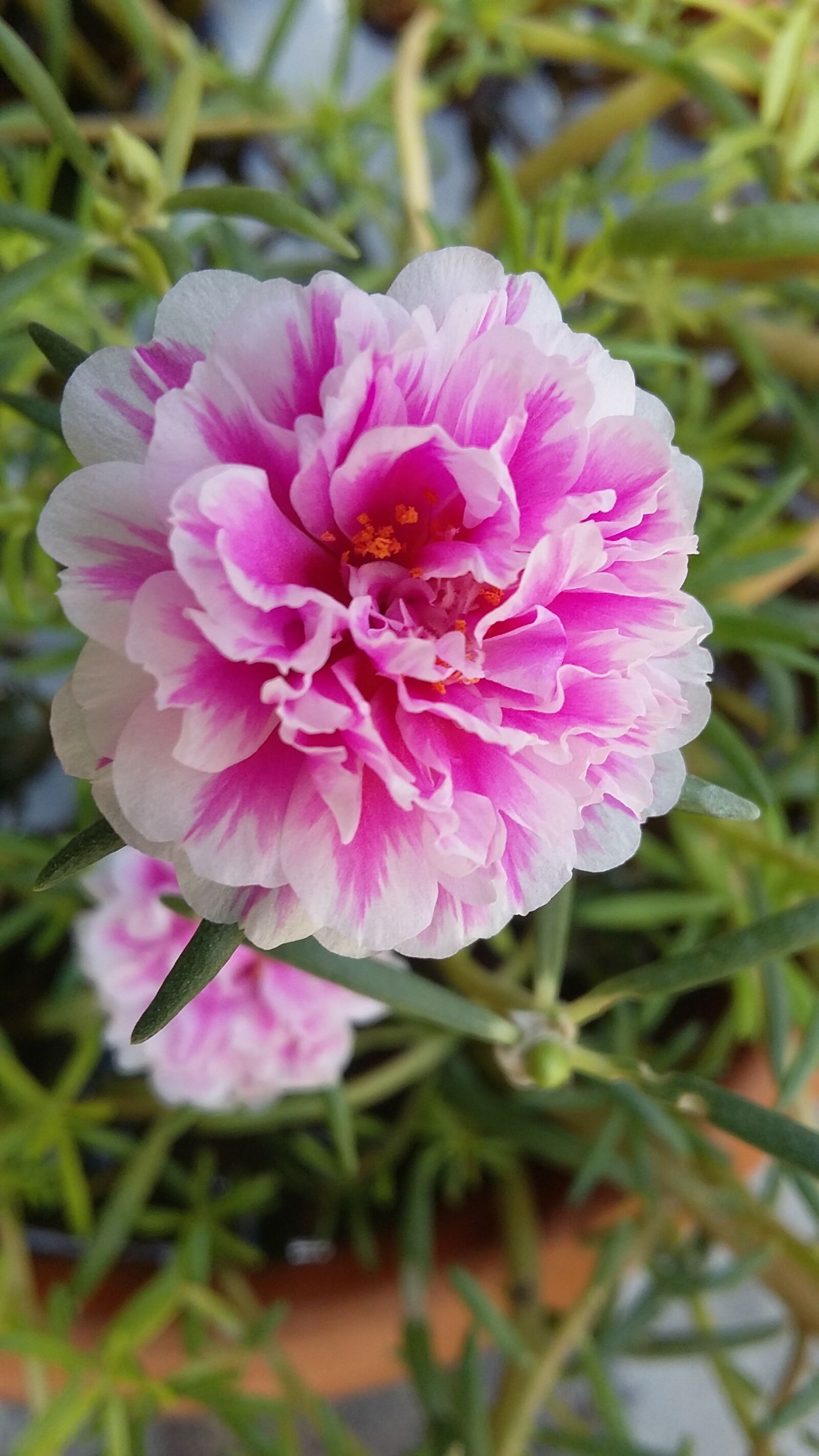 Samsung Galaxy Grand Prime sample photo. Portulaca grandiflora, rose, blossom photography