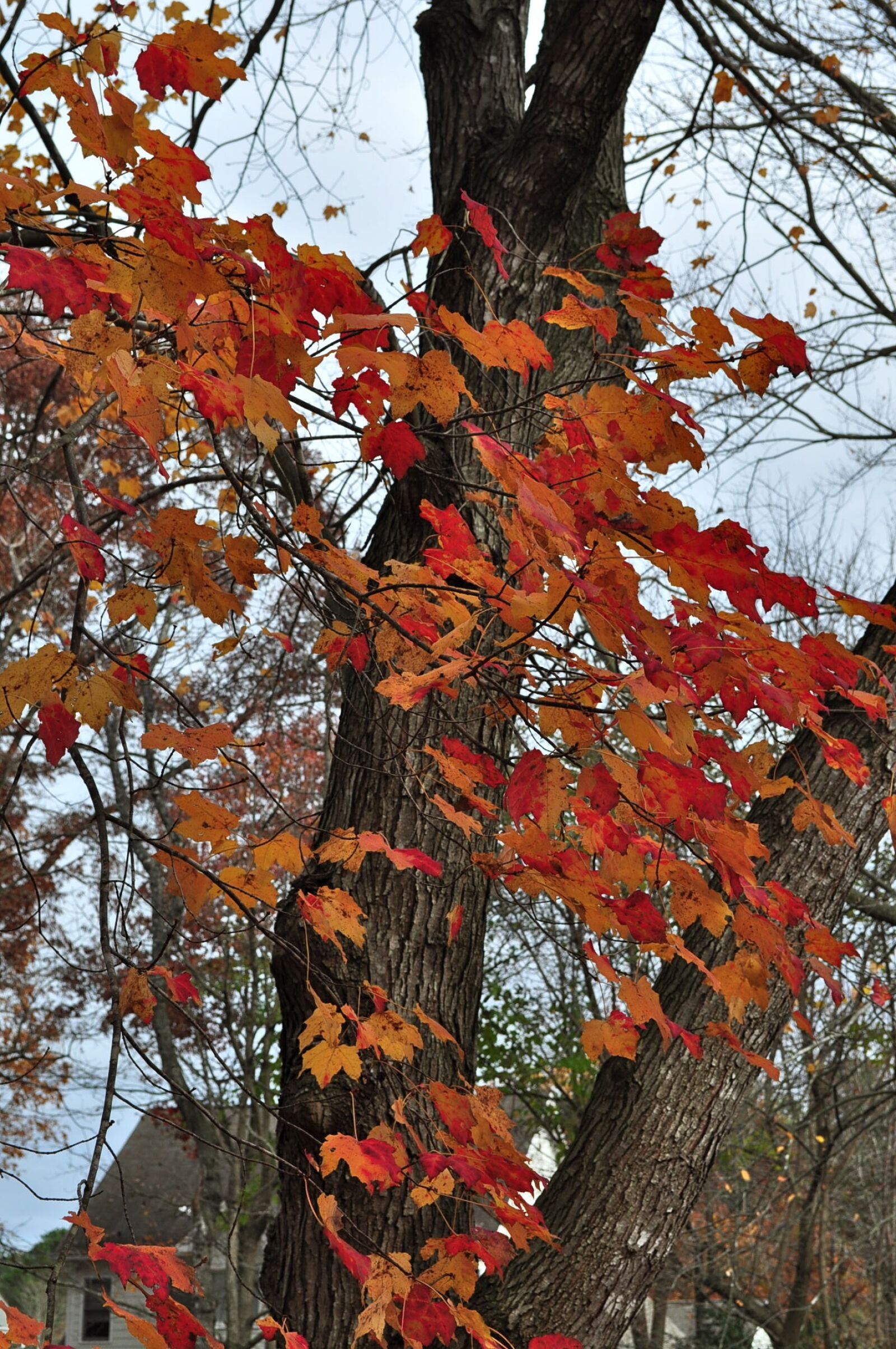 Nikon D5000 sample photo. Autumn, season, tree photography