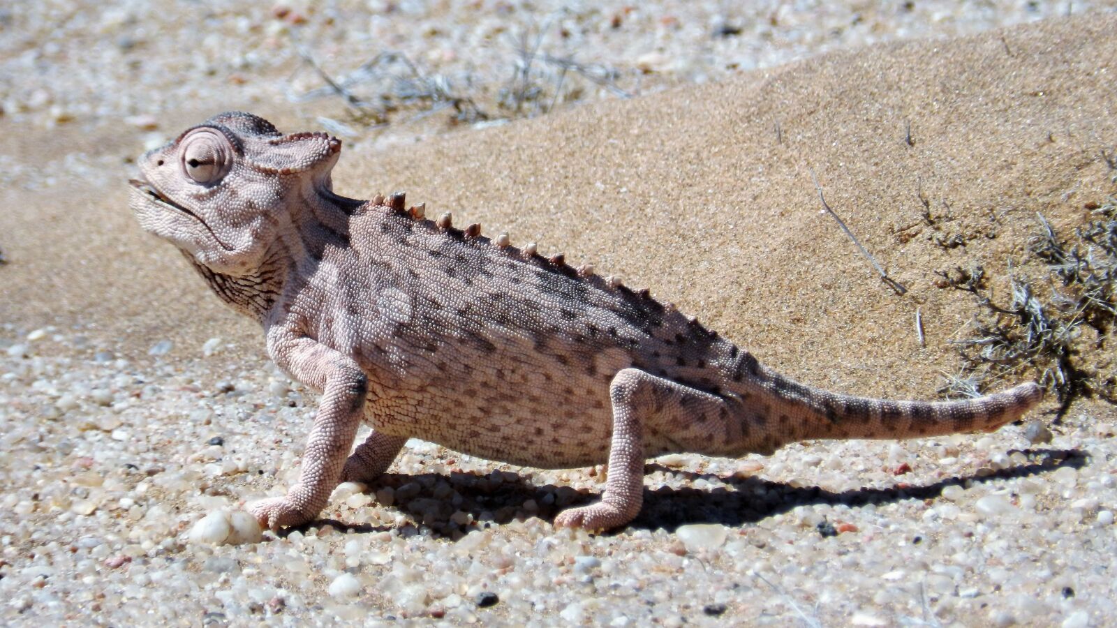 Nikon Coolpix P500 sample photo. Nature, animal, reptile photography