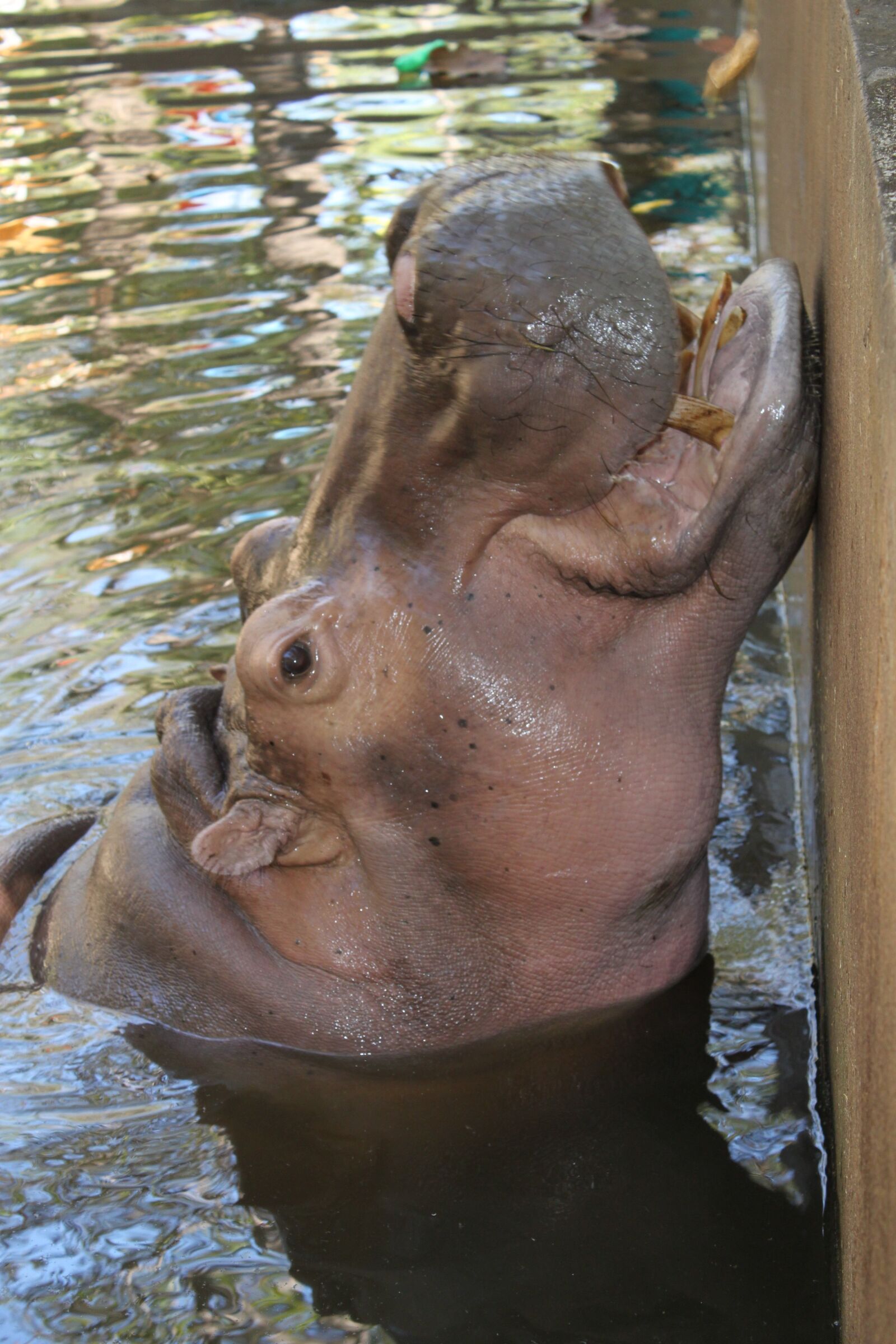 Canon EOS 500D (EOS Rebel T1i / EOS Kiss X3) sample photo. Water, hippo photography