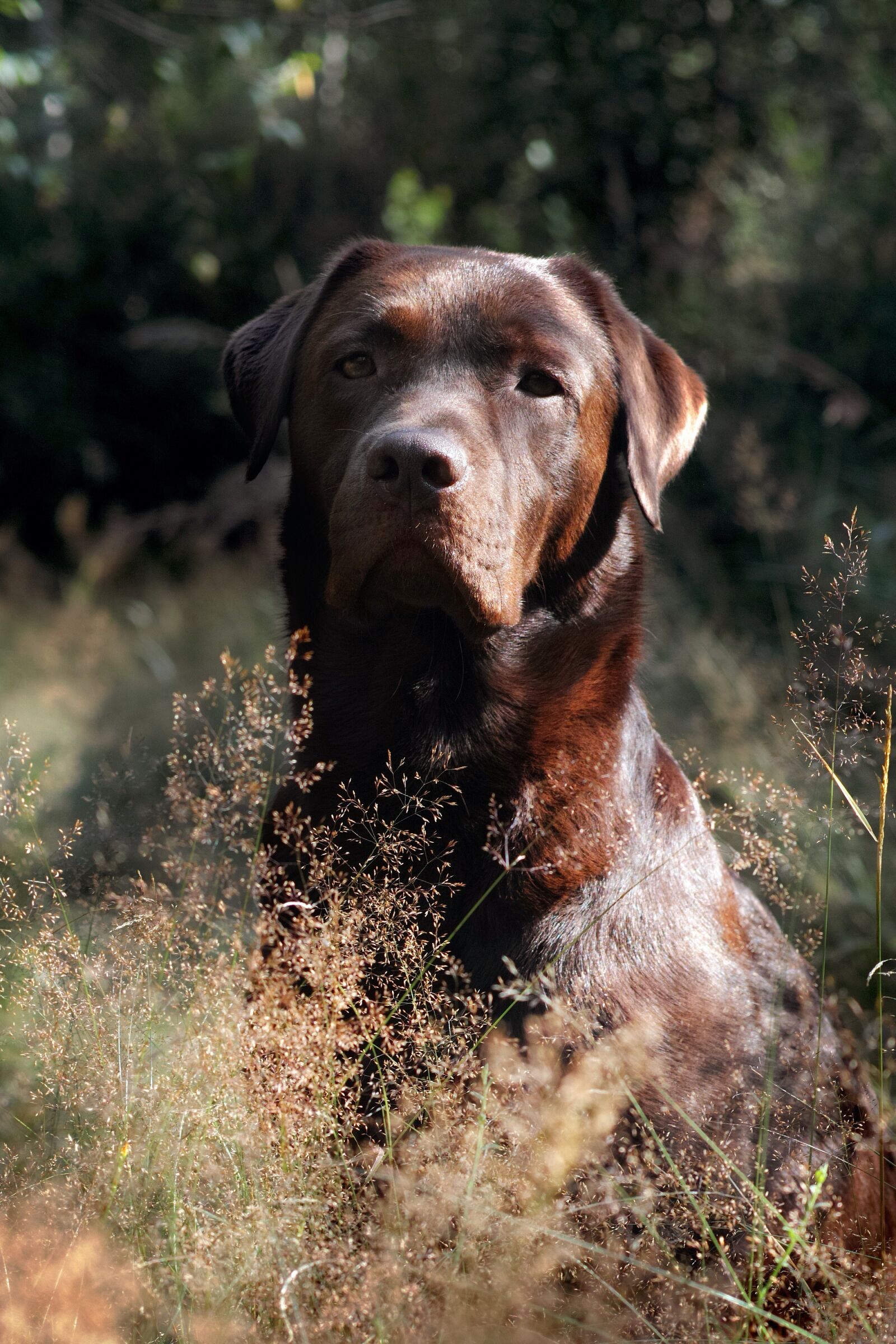 Sony 50mm F2.8 Macro sample photo. Pet, dog, labrador photography