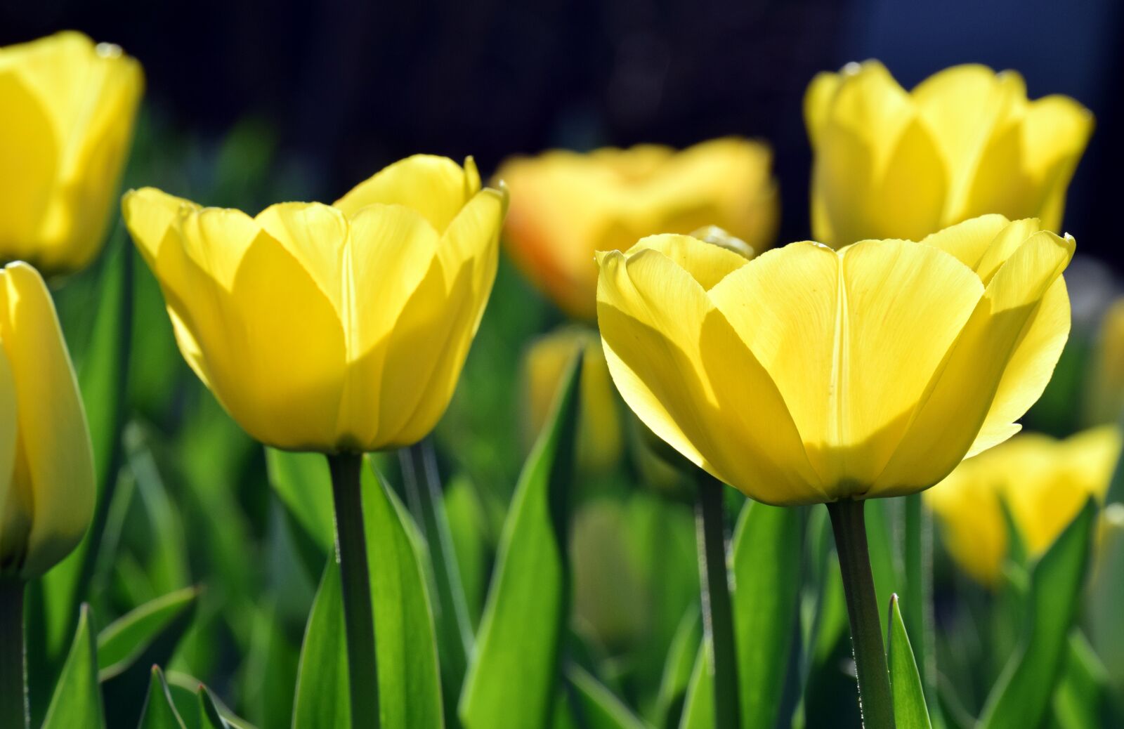 Nikon D3300 sample photo. Bright, backlighting, yellow photography