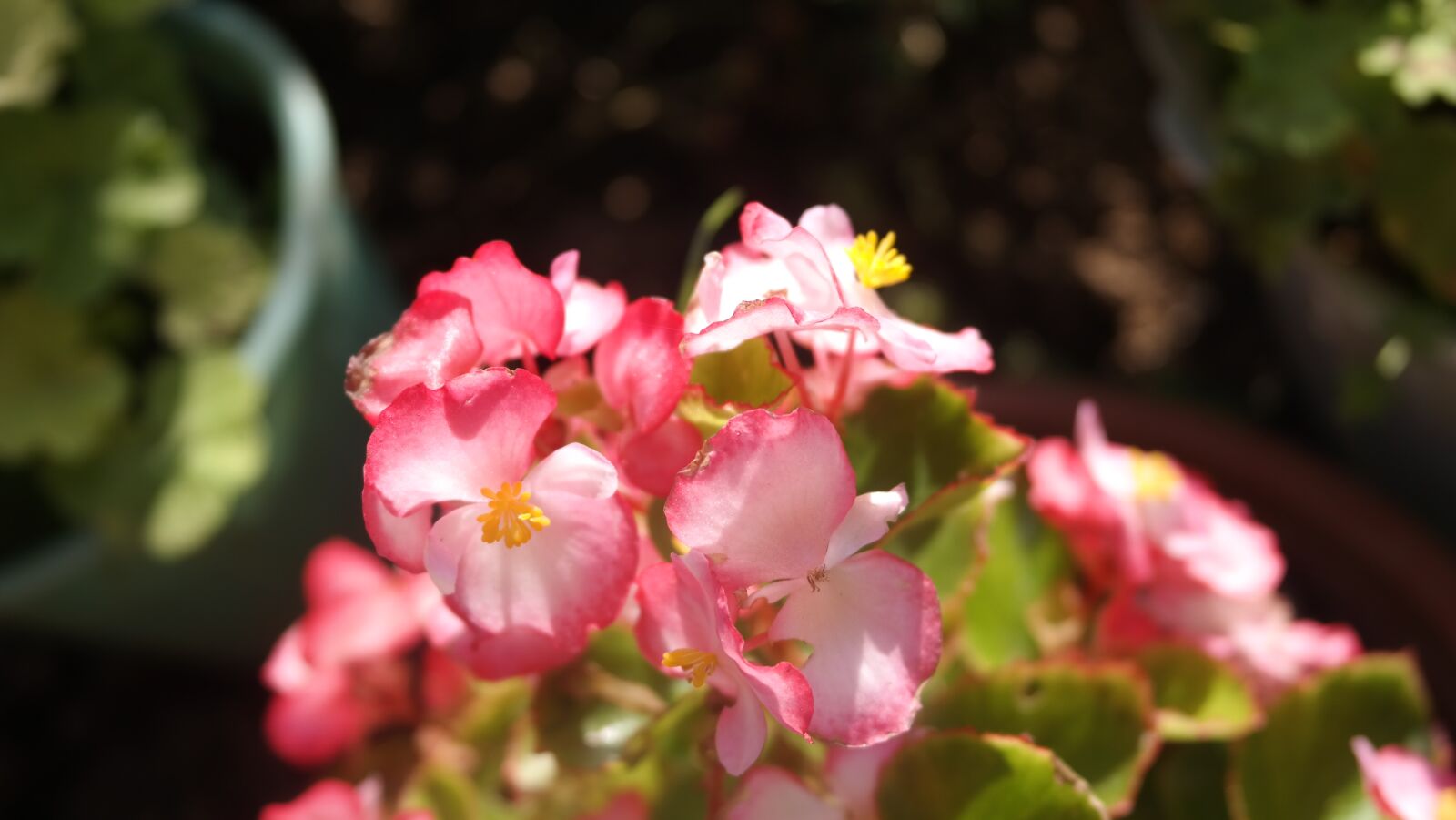 Samsung NX300 sample photo. Begonia, garden, houseplants photography