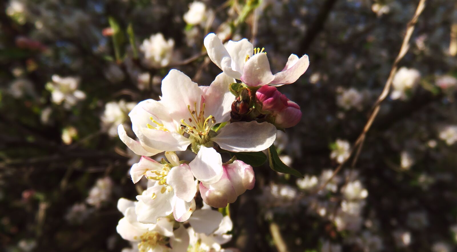 Fujifilm FinePix S1 sample photo. Spring, flower, tree photography