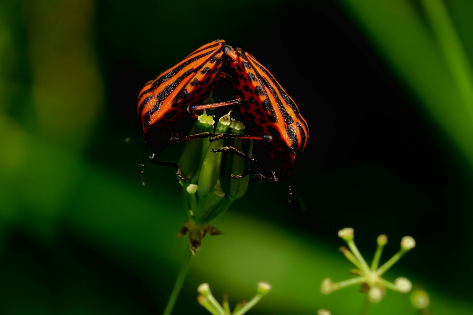 Sony a6000 + Sony FE 90mm F2.8 Macro G OSS sample photo. Nature, spring, pairing photography