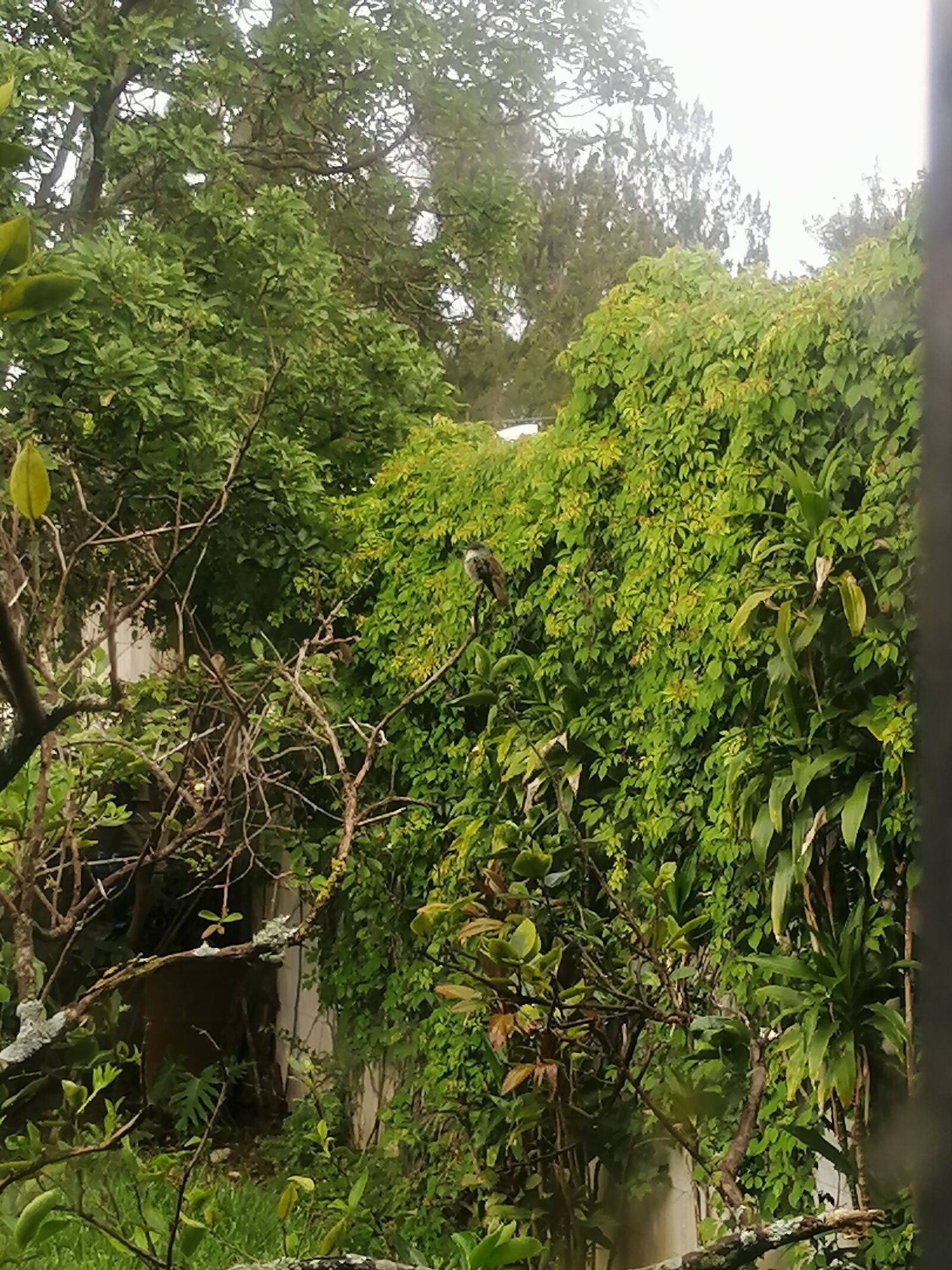 HUAWEI P30 LITE sample photo. Garden, plants, green photography
