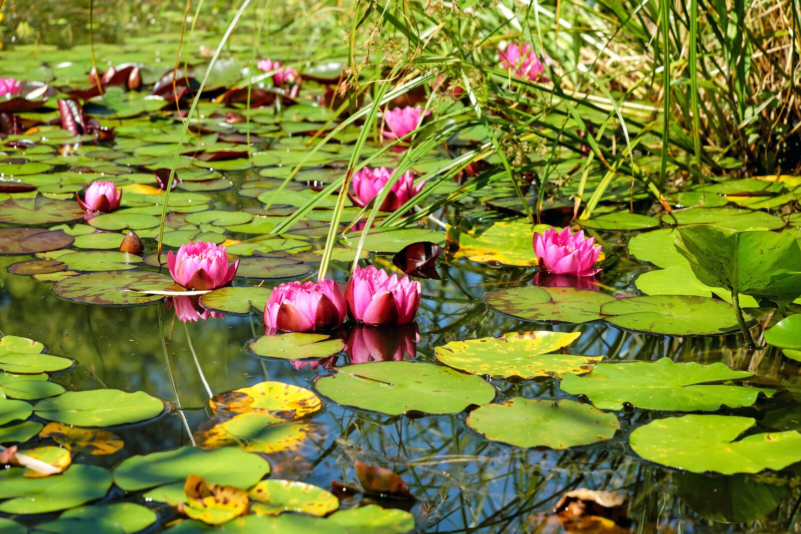 Fujifilm X-T10 + Fujifilm XC 50-230mm F4.5-6.7 OIS sample photo. Pond, water, water lilies photography