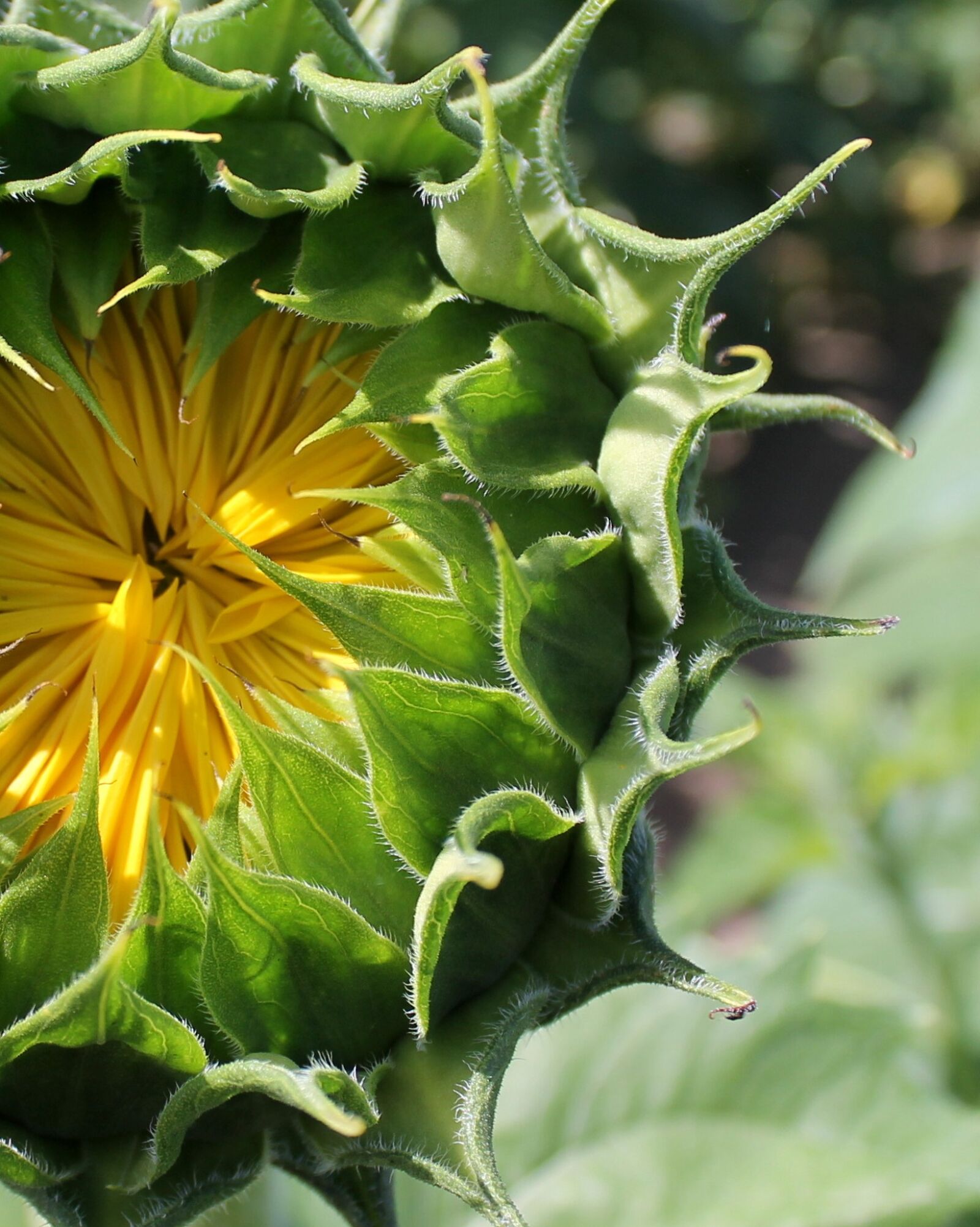 Canon EOS 1100D (EOS Rebel T3 / EOS Kiss X50) sample photo. Sunflower, bud, yellow photography
