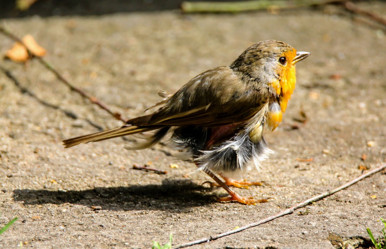 Canon EOS 70D + Tamron SP 150-600mm F5-6.3 Di VC USD sample photo. Animals, bird, robin photography