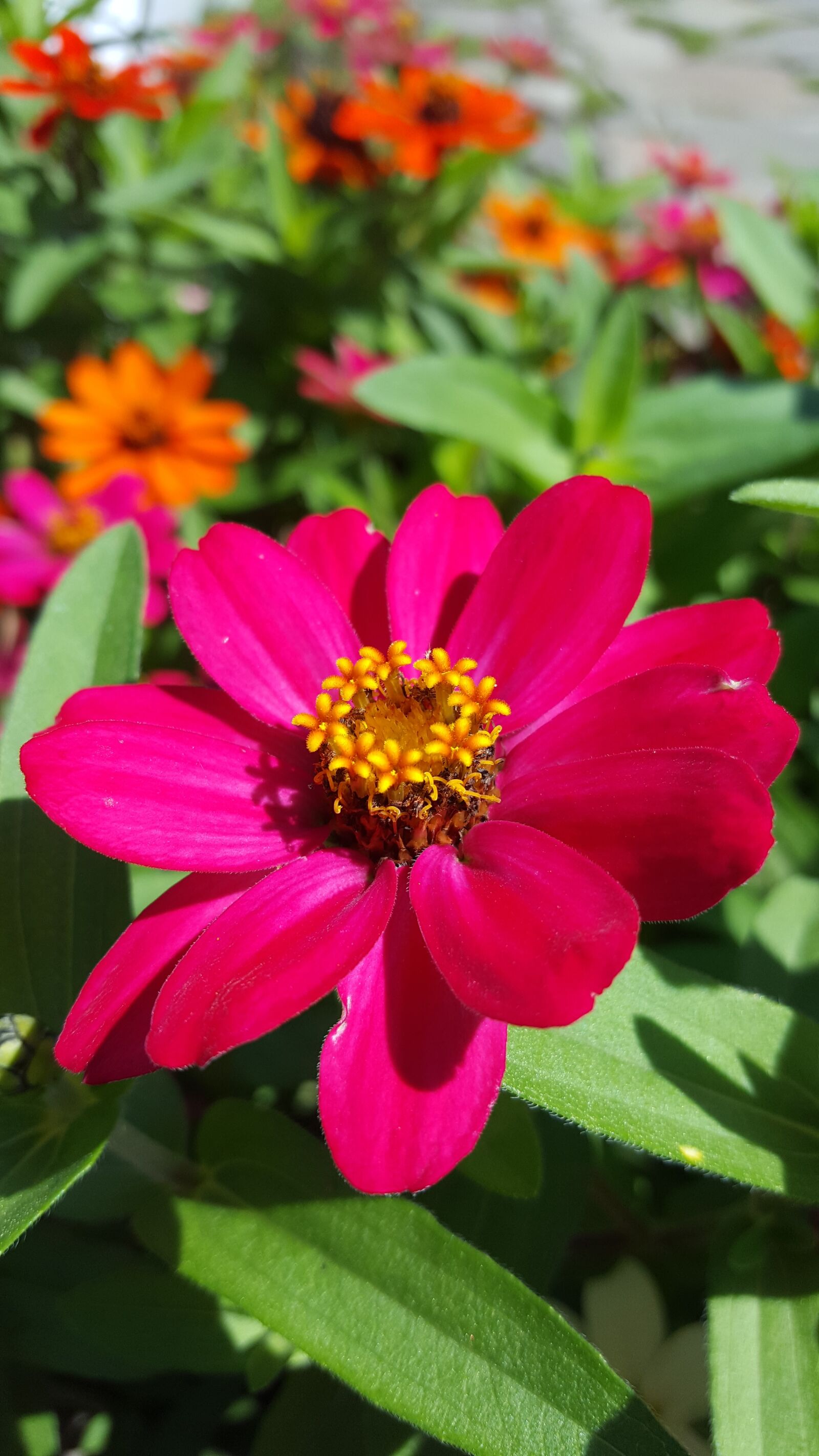Samsung Galaxy S6 sample photo. Flowers, pink flowers, zinnia photography