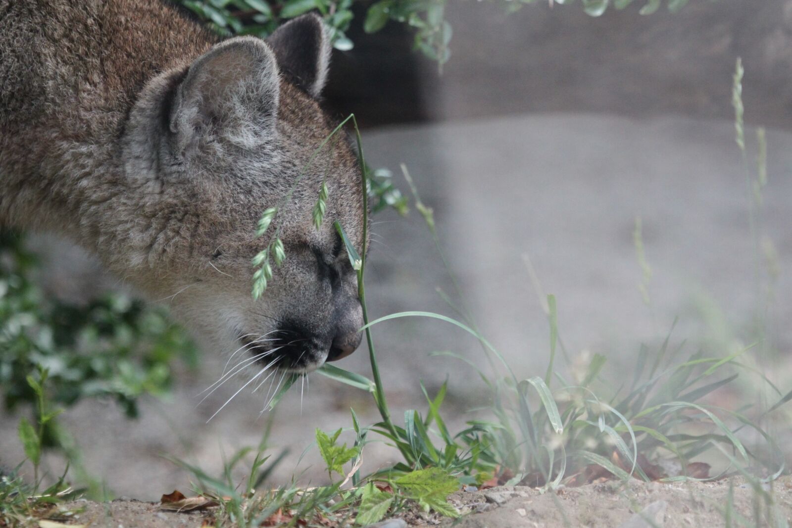 Canon EOS 500D (EOS Rebel T1i / EOS Kiss X3) sample photo. Puma, head, cat photography