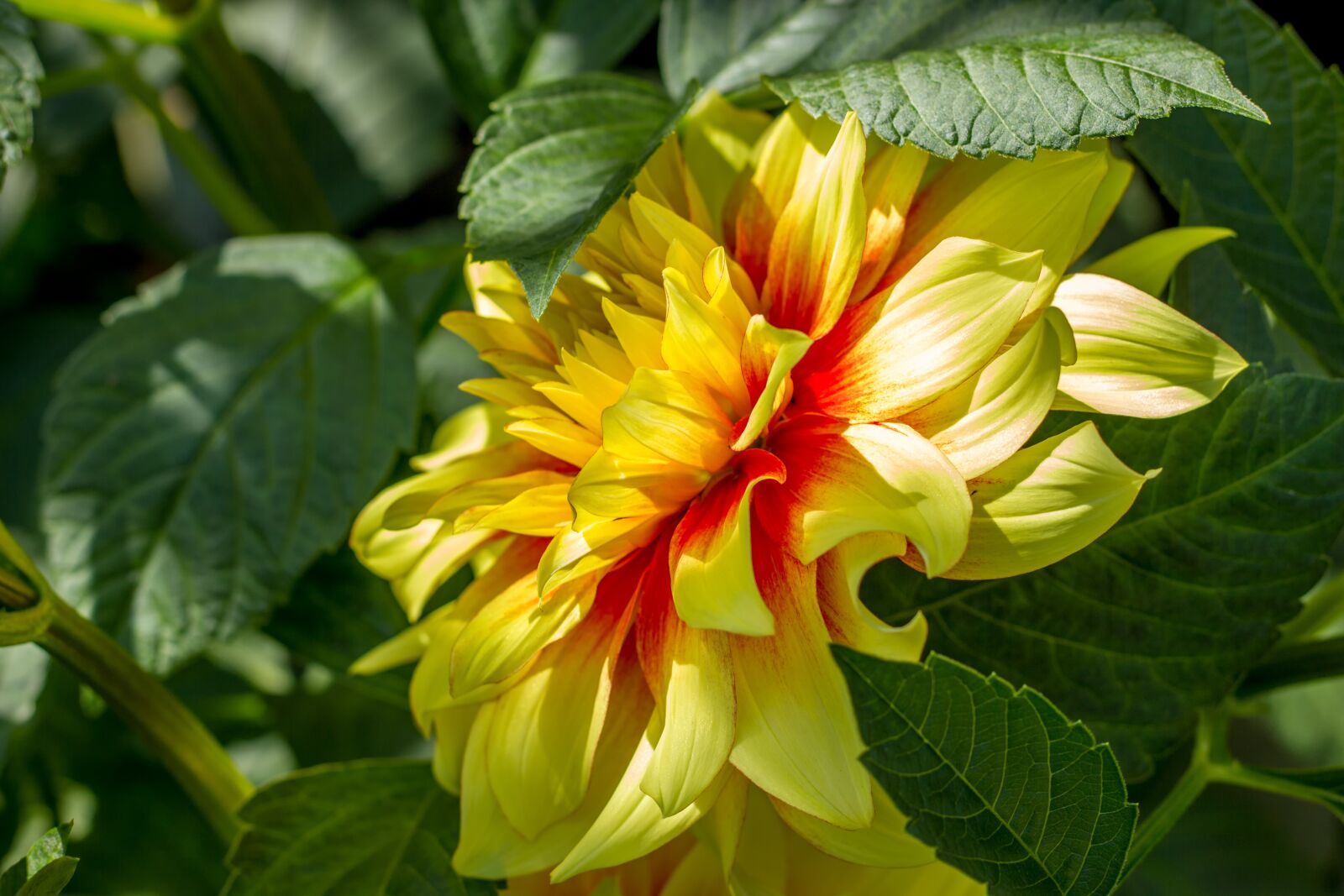Canon EOS 550D (EOS Rebel T2i / EOS Kiss X4) sample photo. Flower, bloem, garden photography