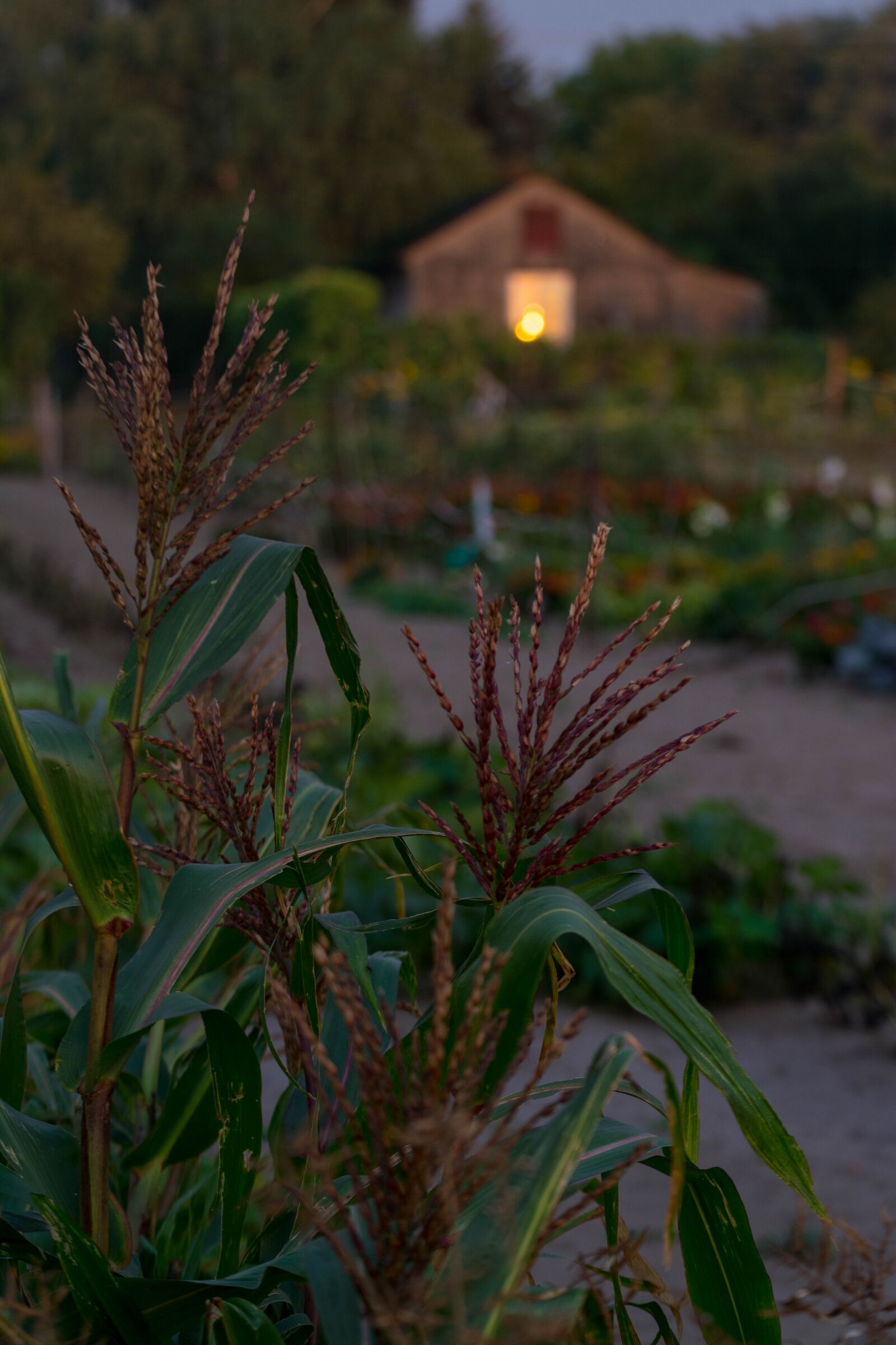 Tamron SP 70-300mm F4-5.6 Di VC USD sample photo. Evening, garden, cottage photography