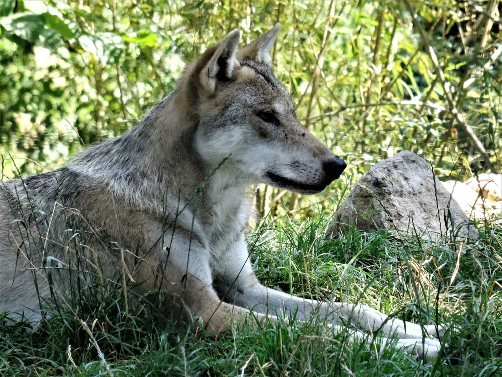 Sony Cyber-shot DSC-HX50V sample photo. Wolf, grey, pack animal photography